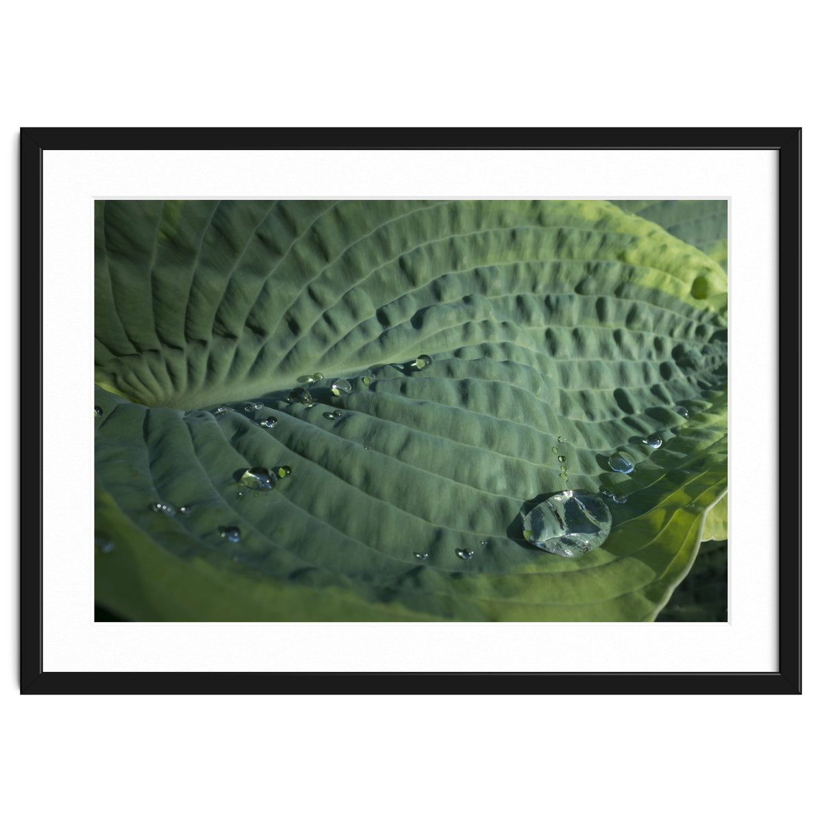 Hosta With Raindrops