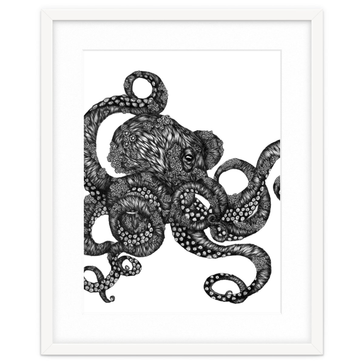 Barnacle Octopus