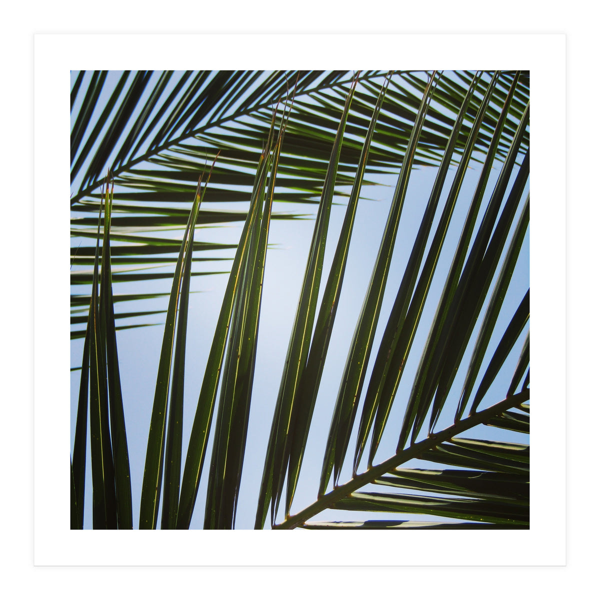 palm fronds (Print Only)