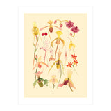 Orchids #3 (Print Only) thumbnail