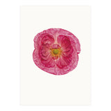Cc Poppy 01 (Print Only) thumbnail