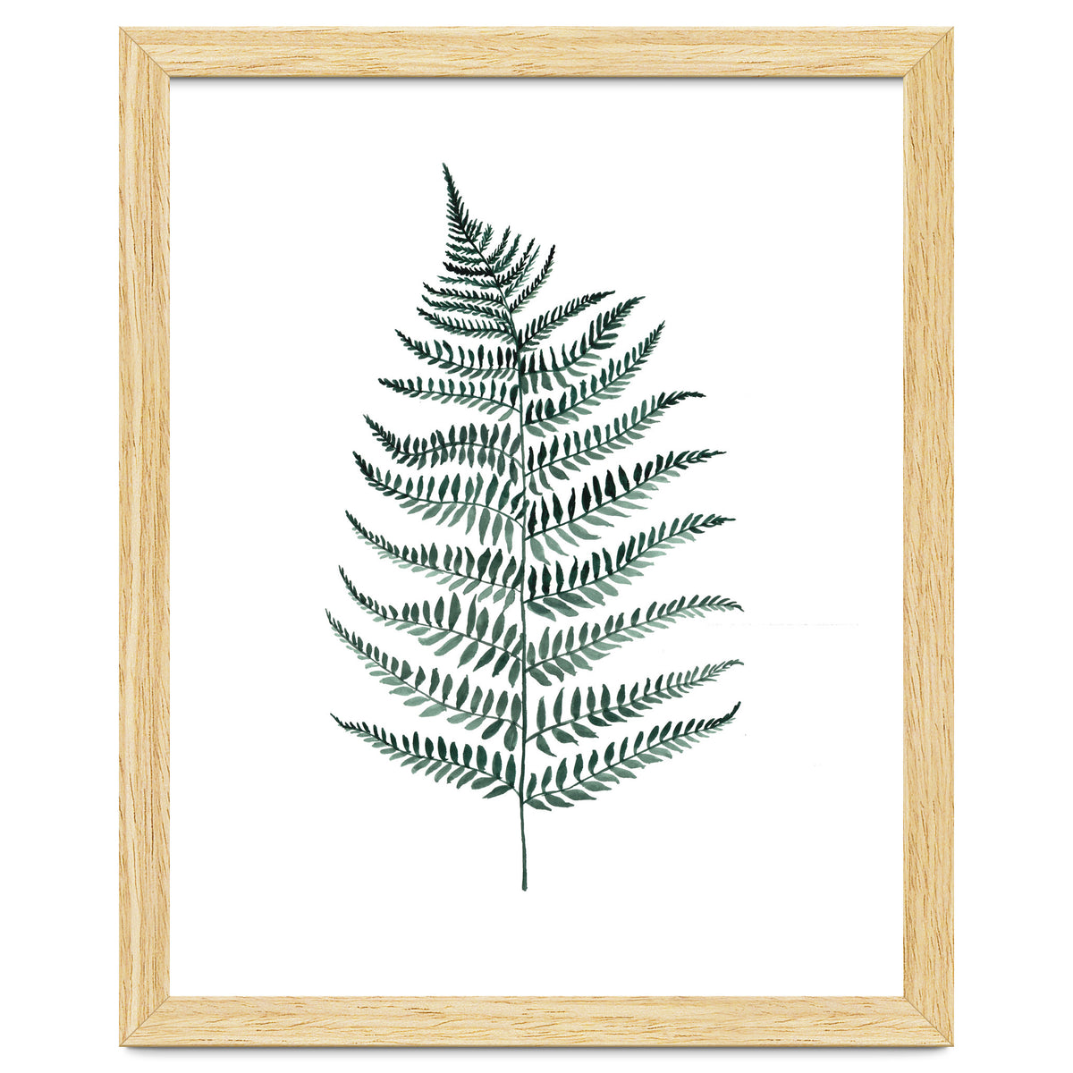 Botanical Illustration Silverfern
