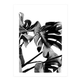 Monstera Black And White 06 (Print Only) thumbnail