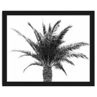 Palm Tree