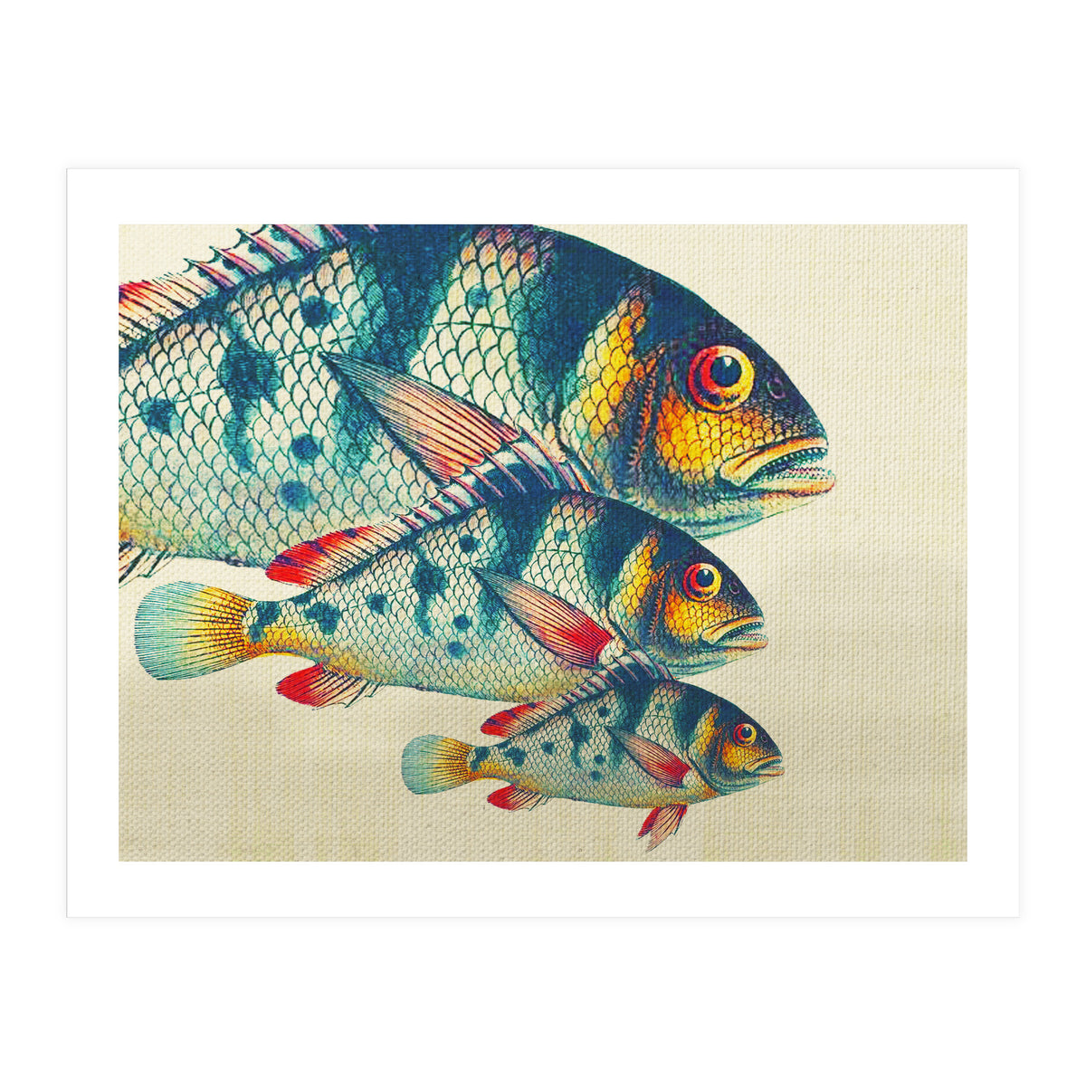 Fish Classic Designs 3 (Print Only)