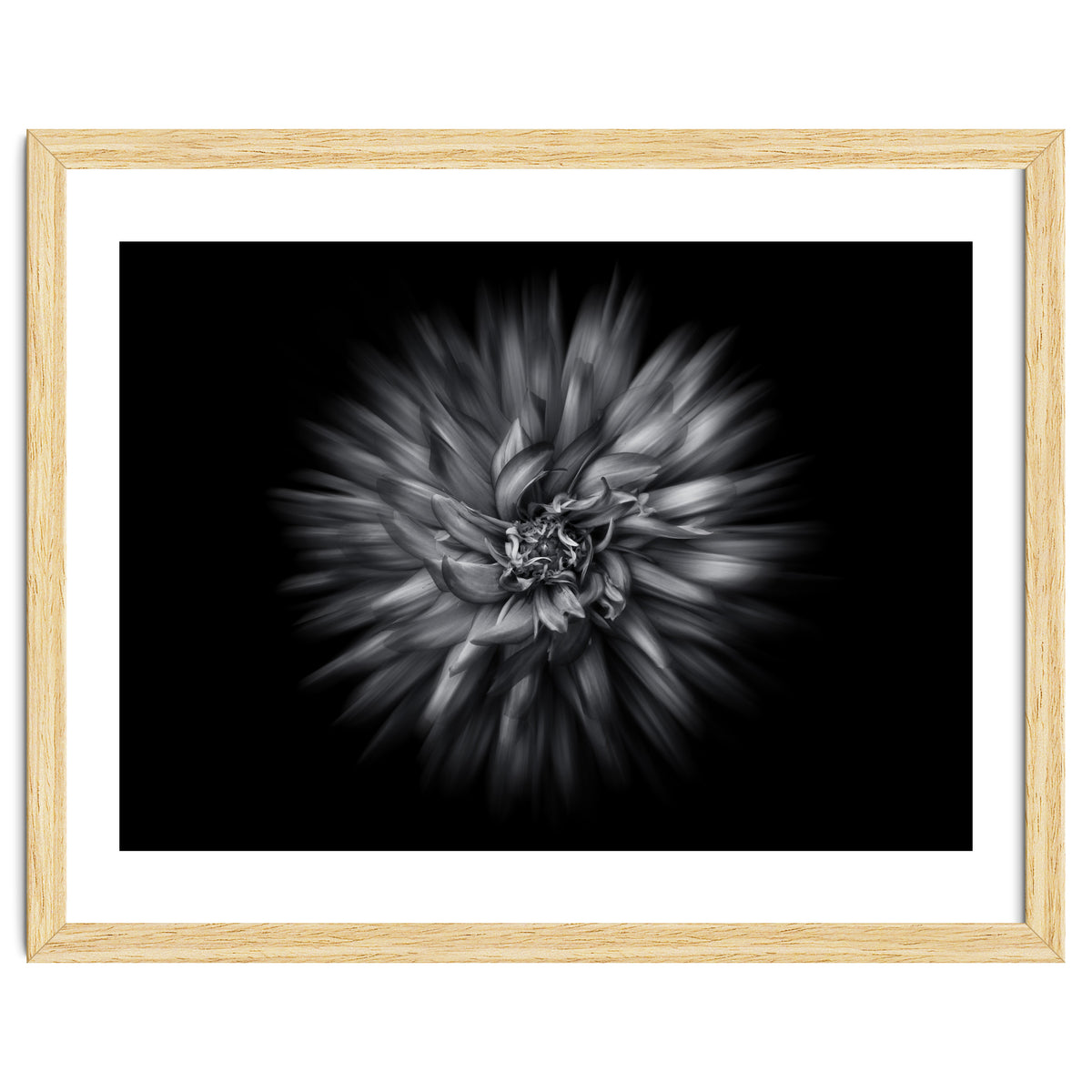 Backyard Flowers In Black And White 20 Flow Version