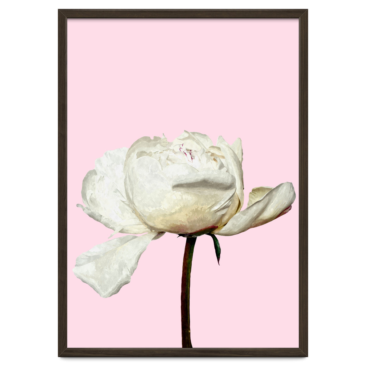 White Peony Pink Background