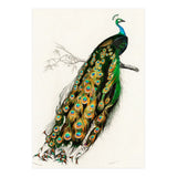 Indian peafowl illustrated (Print Only) thumbnail