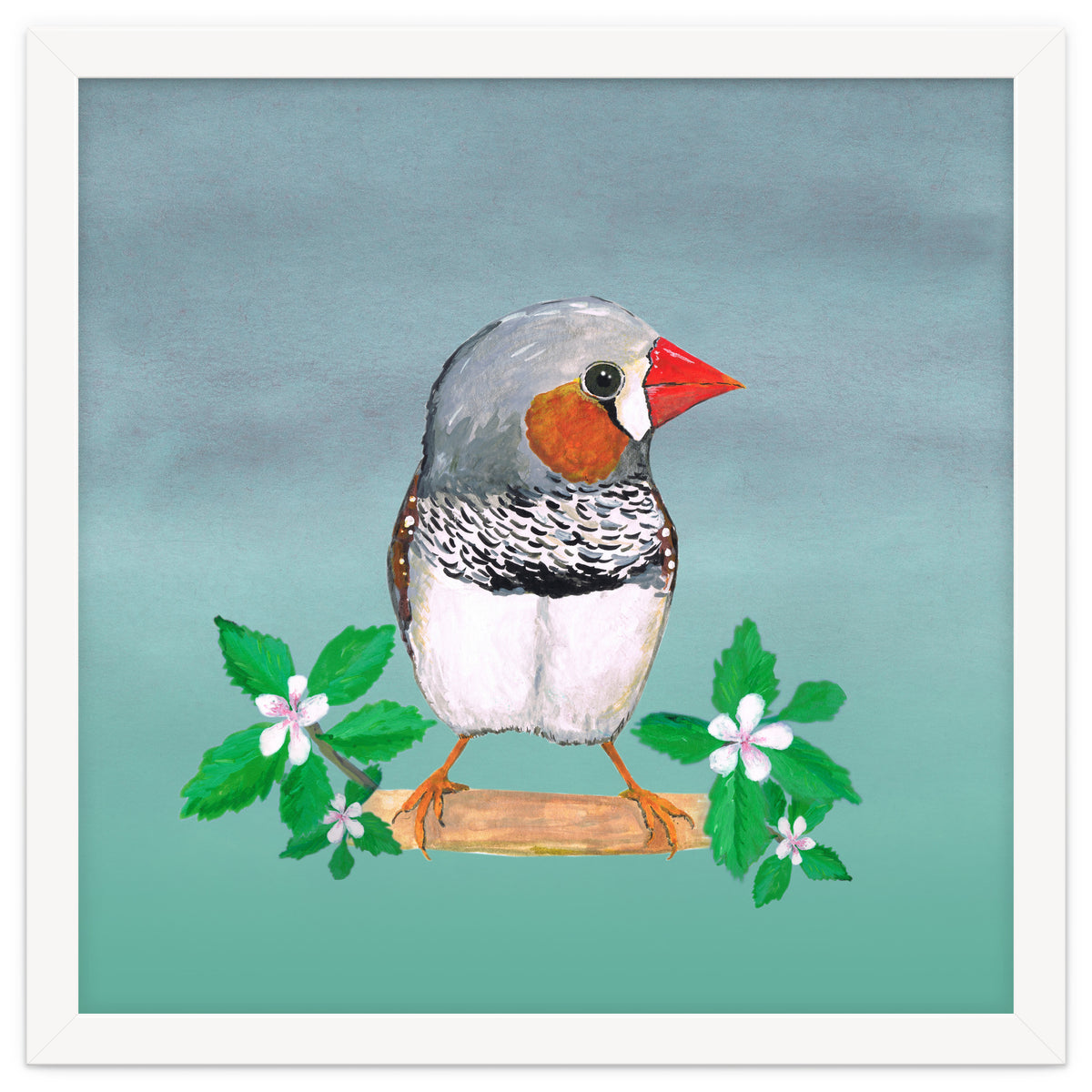 Zebra finch