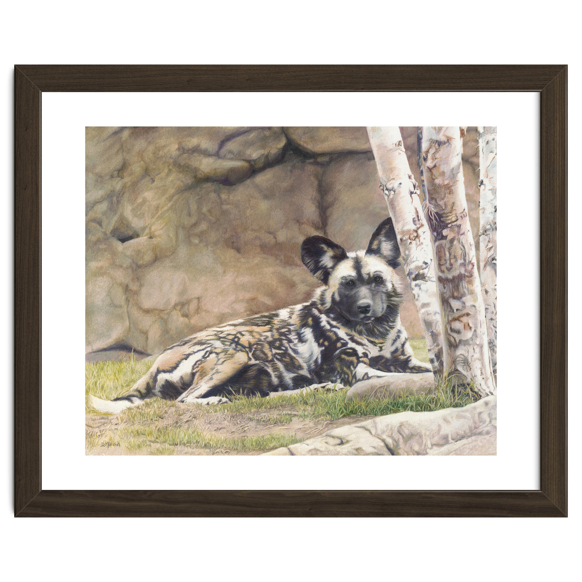 Afican Painted Dog IV - Imara