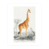 Giraffe illustration (Print Only) thumbnail