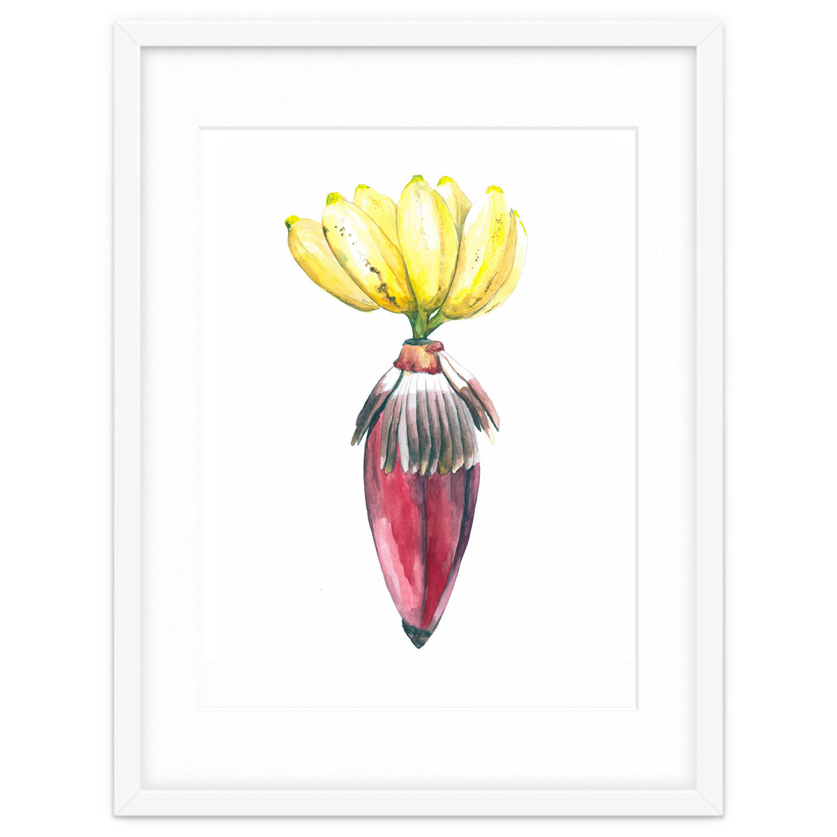 Botanical Illustration Banana