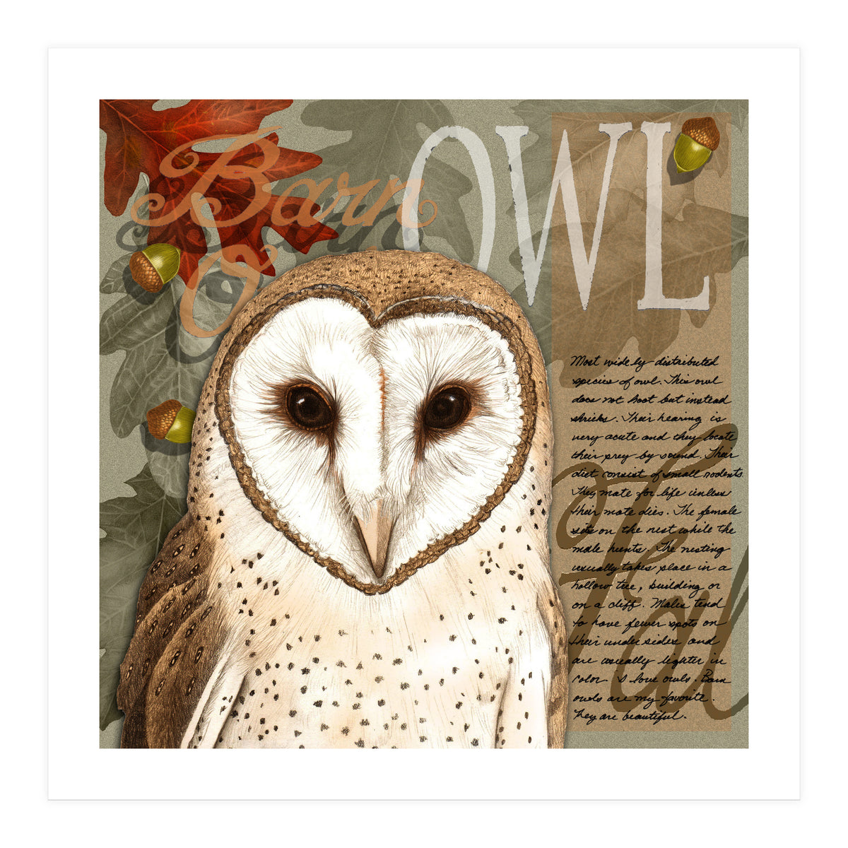 Barn Owl (Print Only)