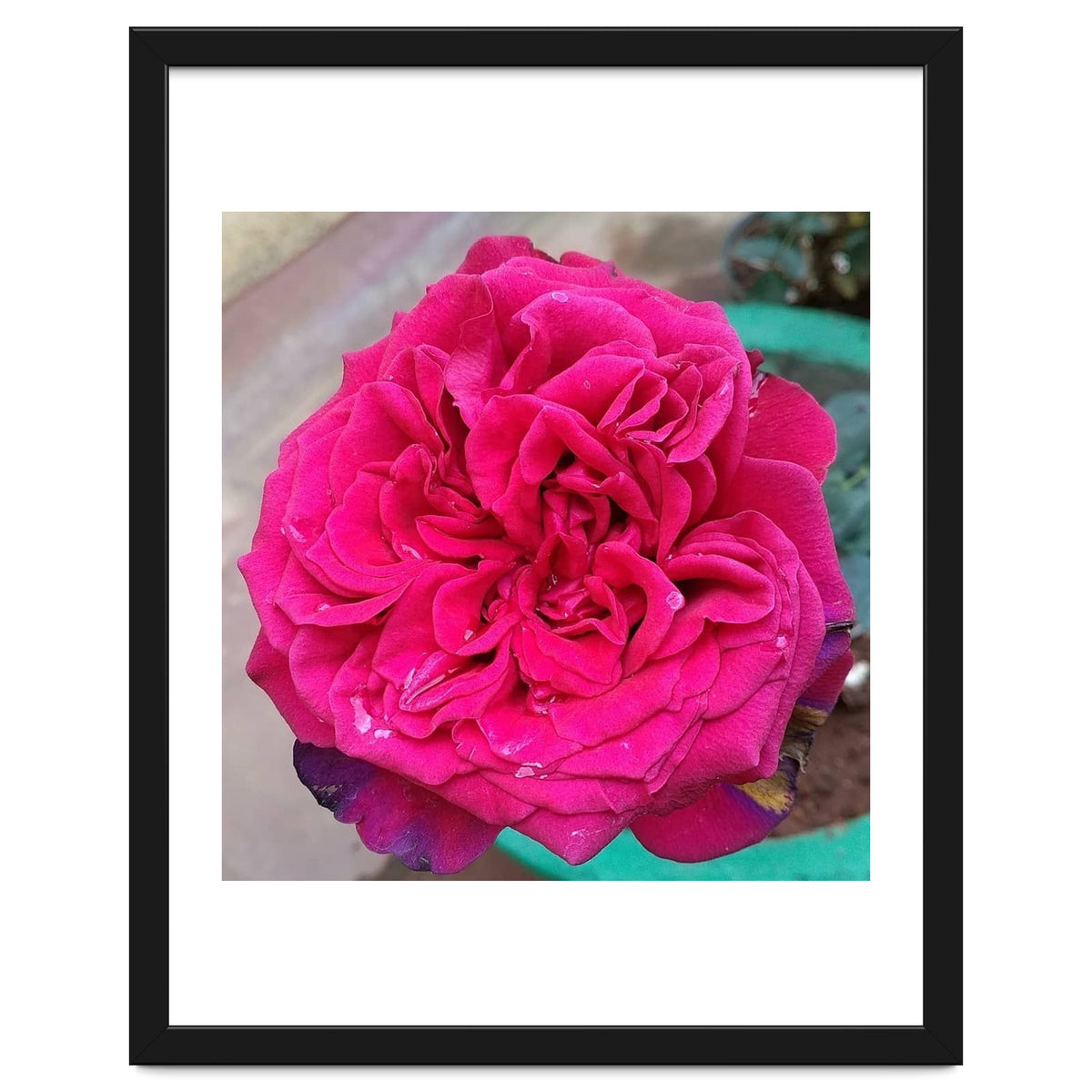 Beautiful Fragrant Rose