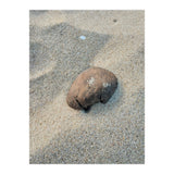 Coastal Shell (Print Only) thumbnail