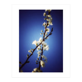 ALMOST BLUE (Print Only) thumbnail