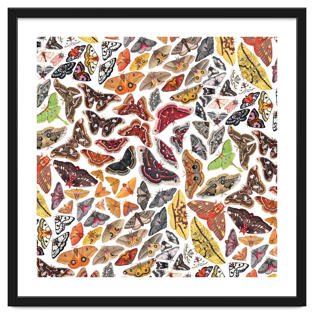 Saturniid Moths of North America Pattern