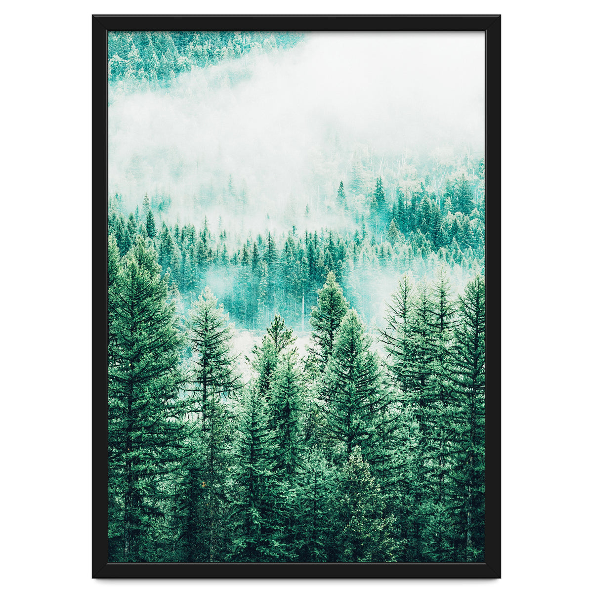 Forest And Fog