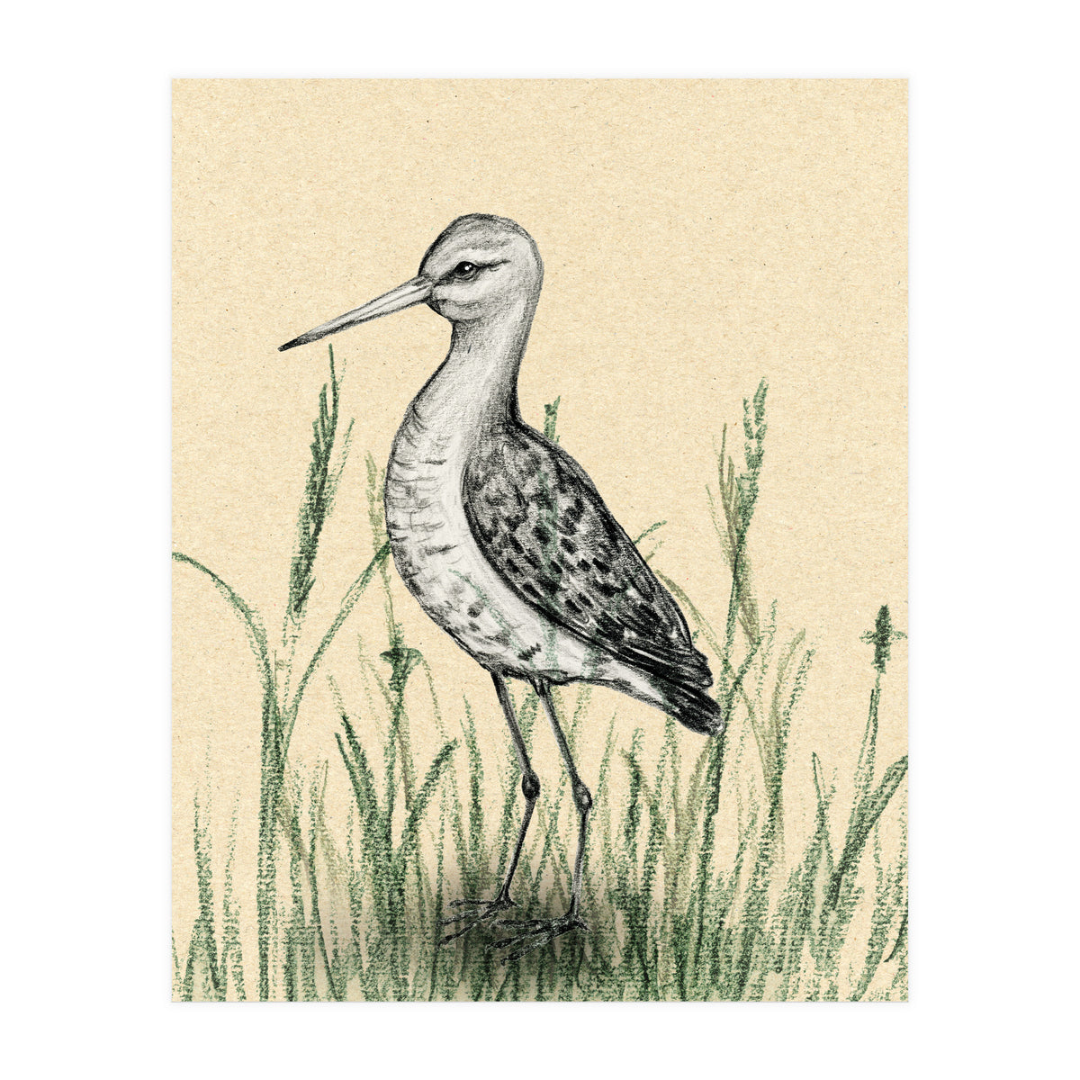 Black-tailed godwit in the grass (Print Only)