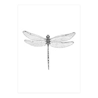 Dragonfly Wings (Print Only)