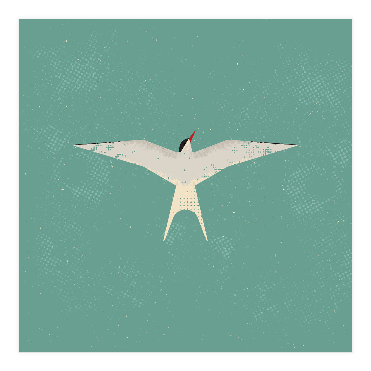 Arctic Tern (Print Only)