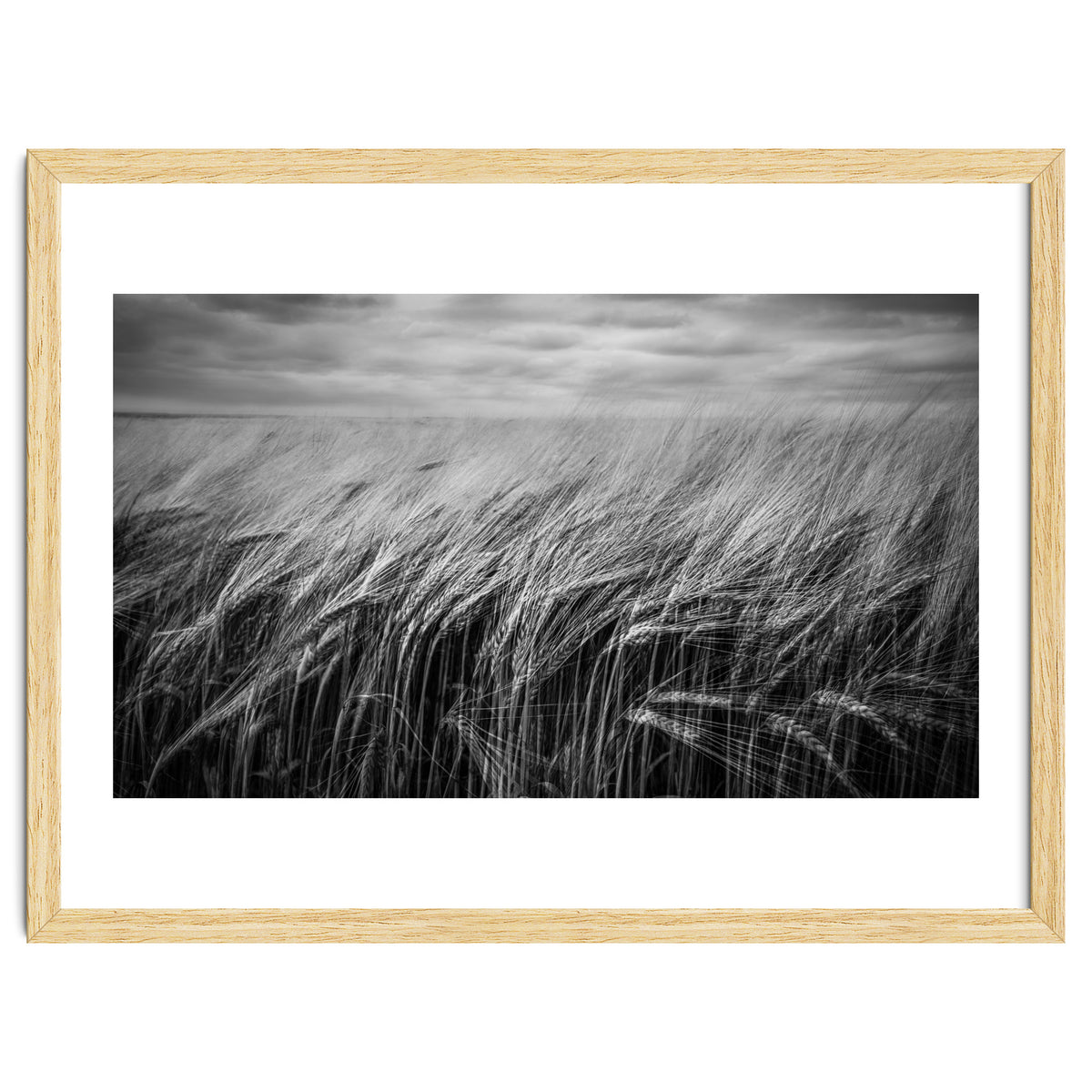 Moody Barley Field