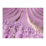 Lavender Happiness (Print Only) thumbnail