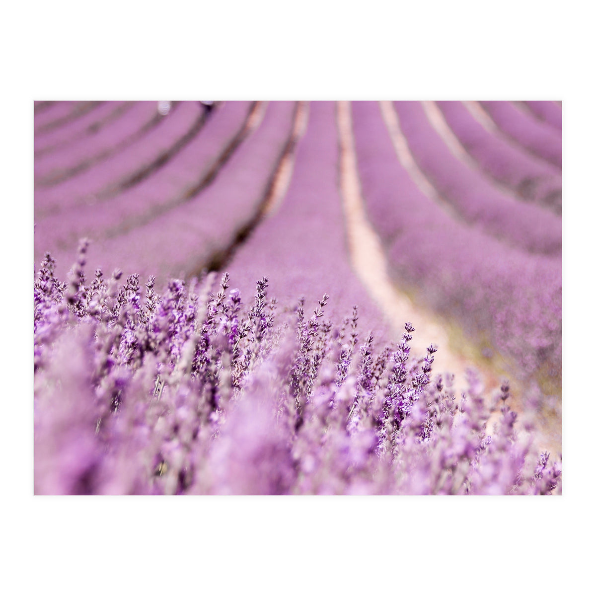 Lavender Happiness (Print Only)