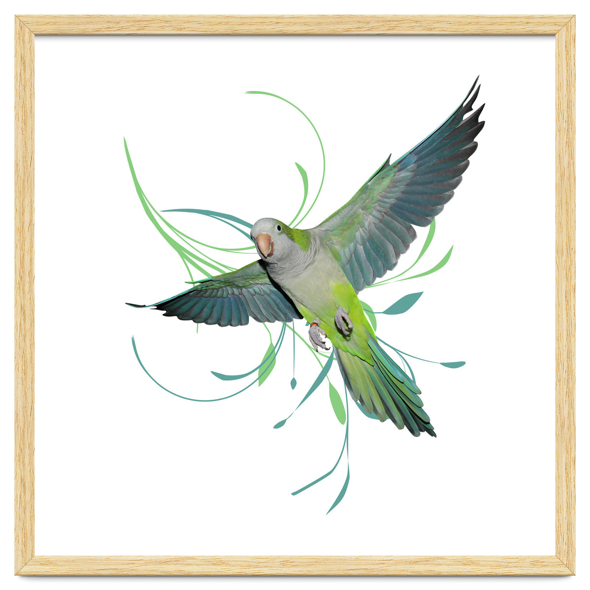 Flying quaker parrot