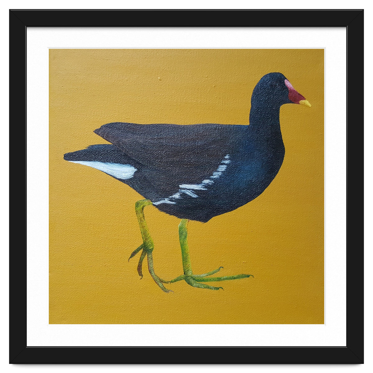 Moorhen