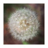 dandelion clock (Print Only) thumbnail