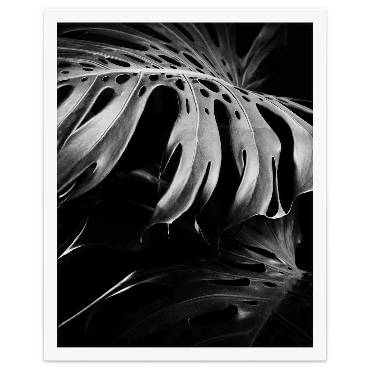 monstera nature
