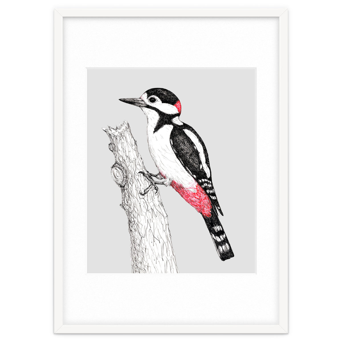 Great spotted woodpecker