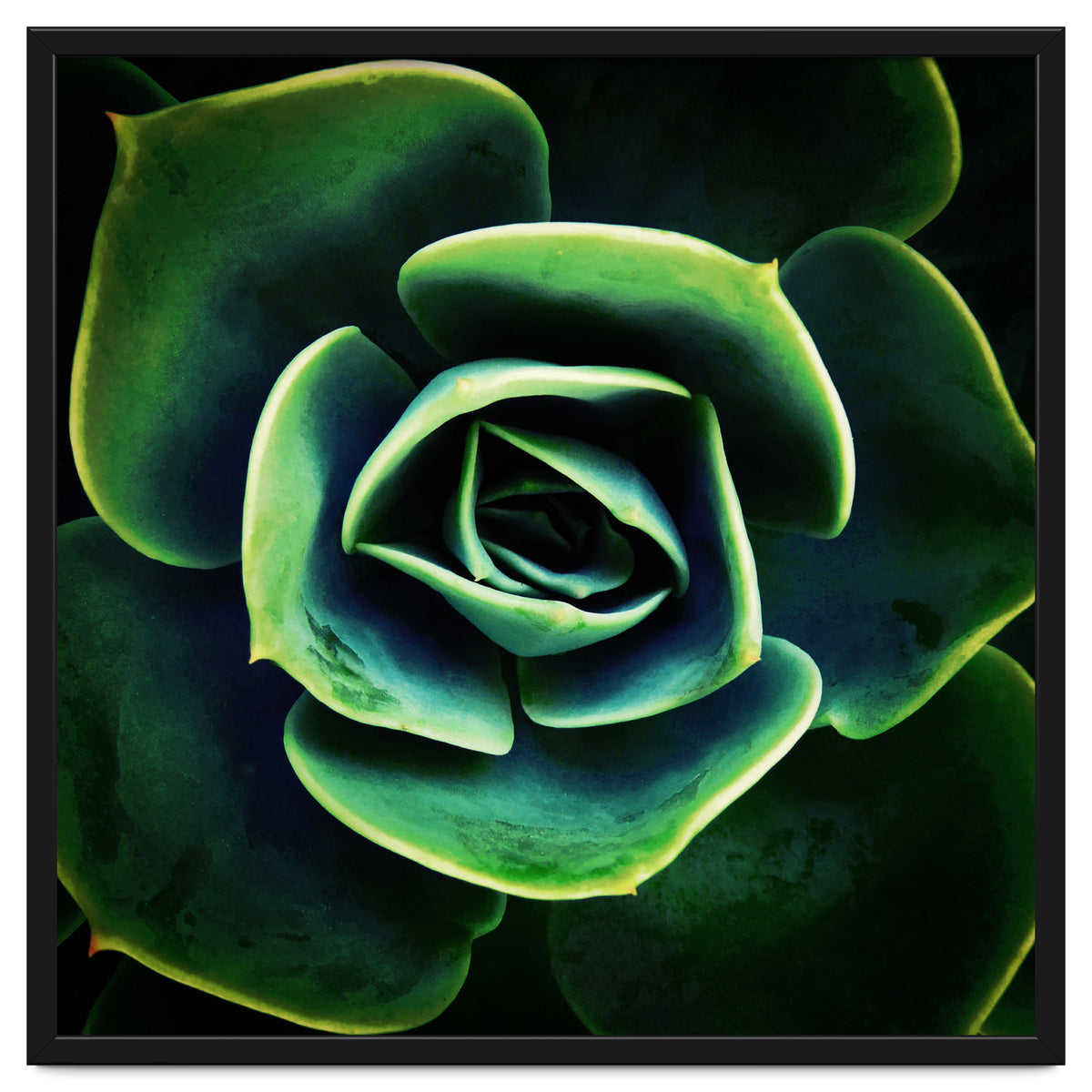 DARKSIDE OF SUCCULENTS XIV