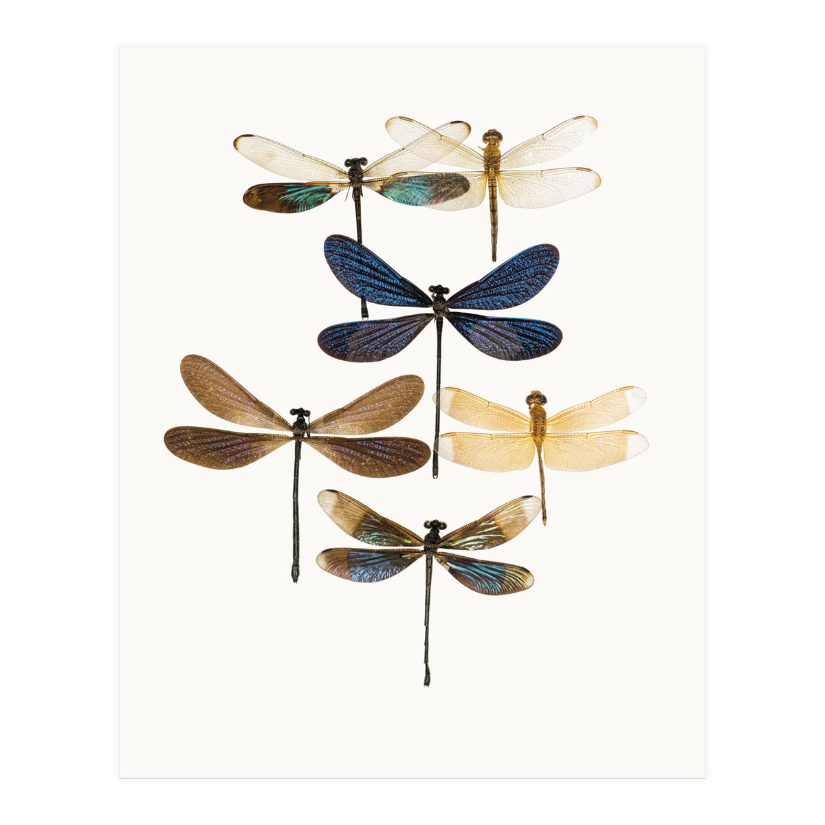 Cc Insects 10 (Print Only)