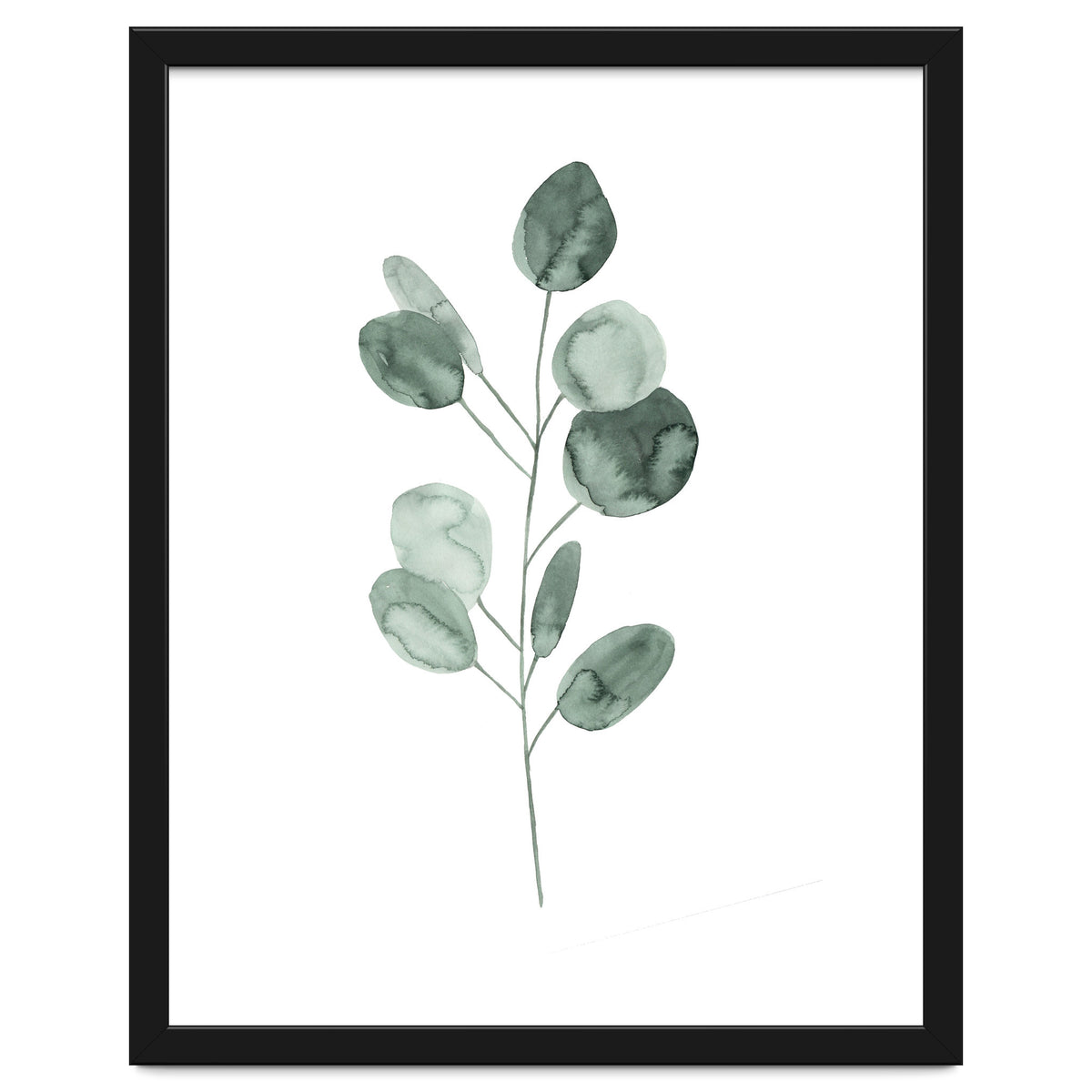 Botanical Illustration Eukalyptus2