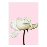 White Peony Pink Background (Print Only)