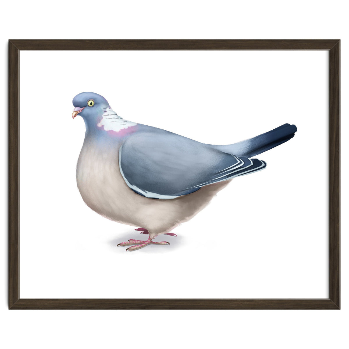 Wood Pigeon