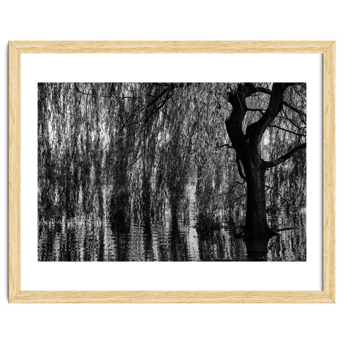 Weeping Willow