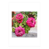 Blooming Roses (Print Only) thumbnail