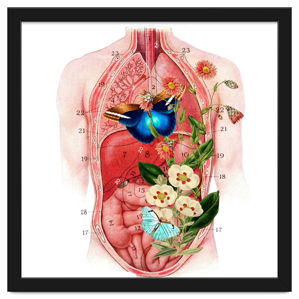 Butterflys In The Belly Makes Flower Grows