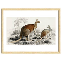 The red kangaroo illustrated