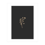 Gold Drops Botanicals (Print Only) thumbnail