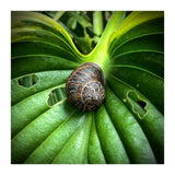 Snail on a hosta leaf (Print Only) thumbnail