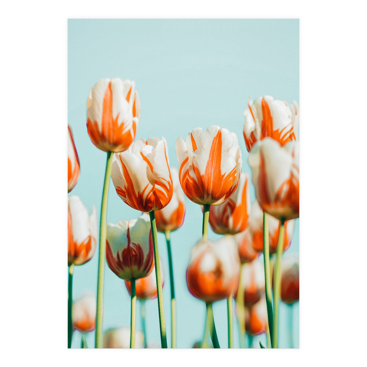 Estelle (Print Only)