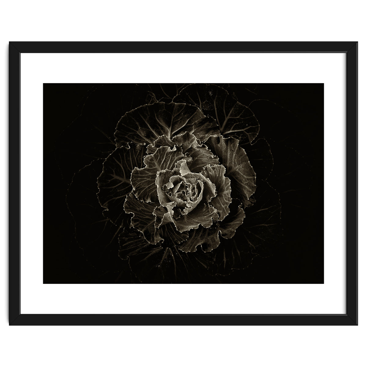 Backyard Flowers No 100 Sepia Version