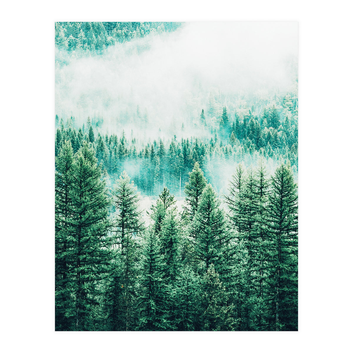 Forest And Fog (Print Only)