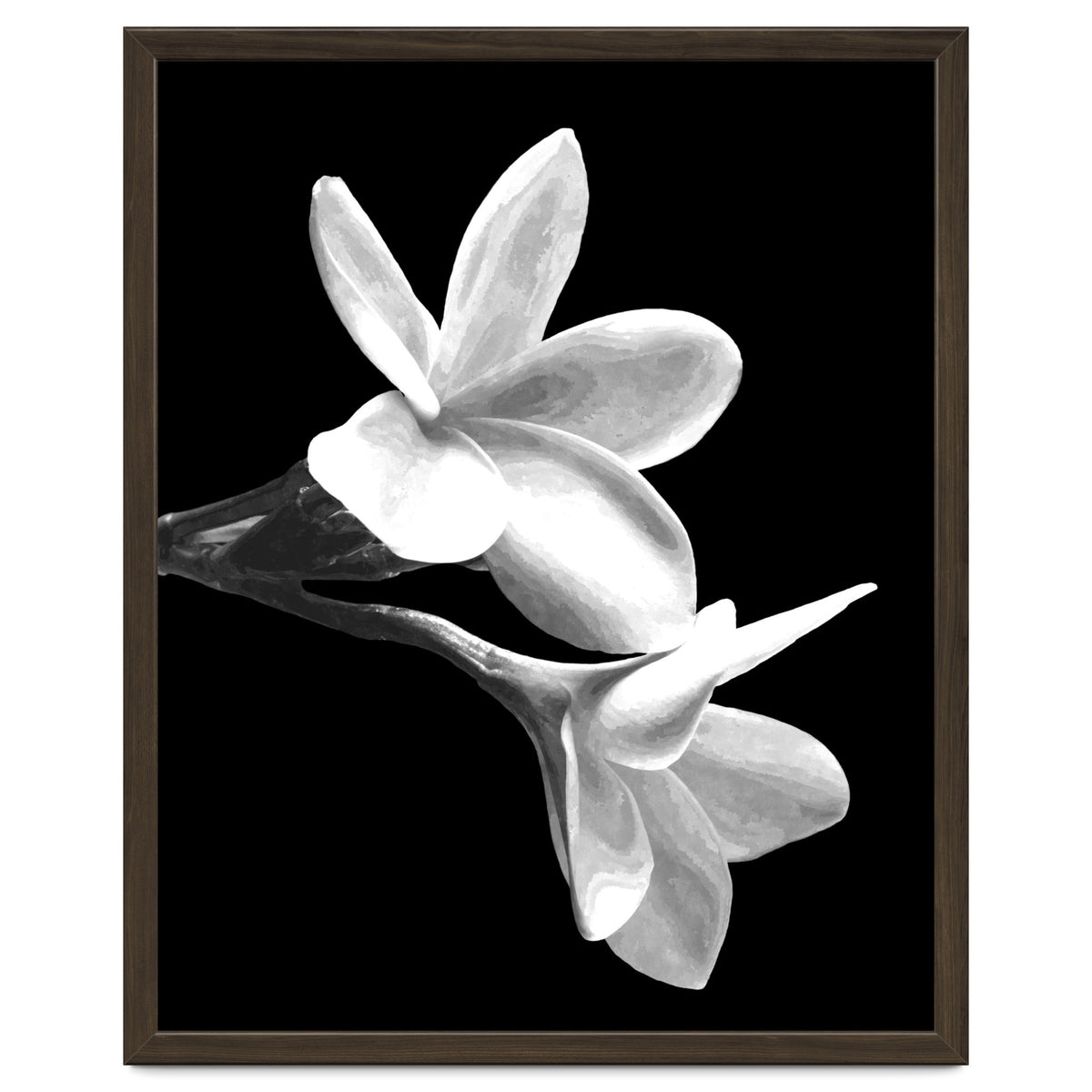 Black and White Flowers