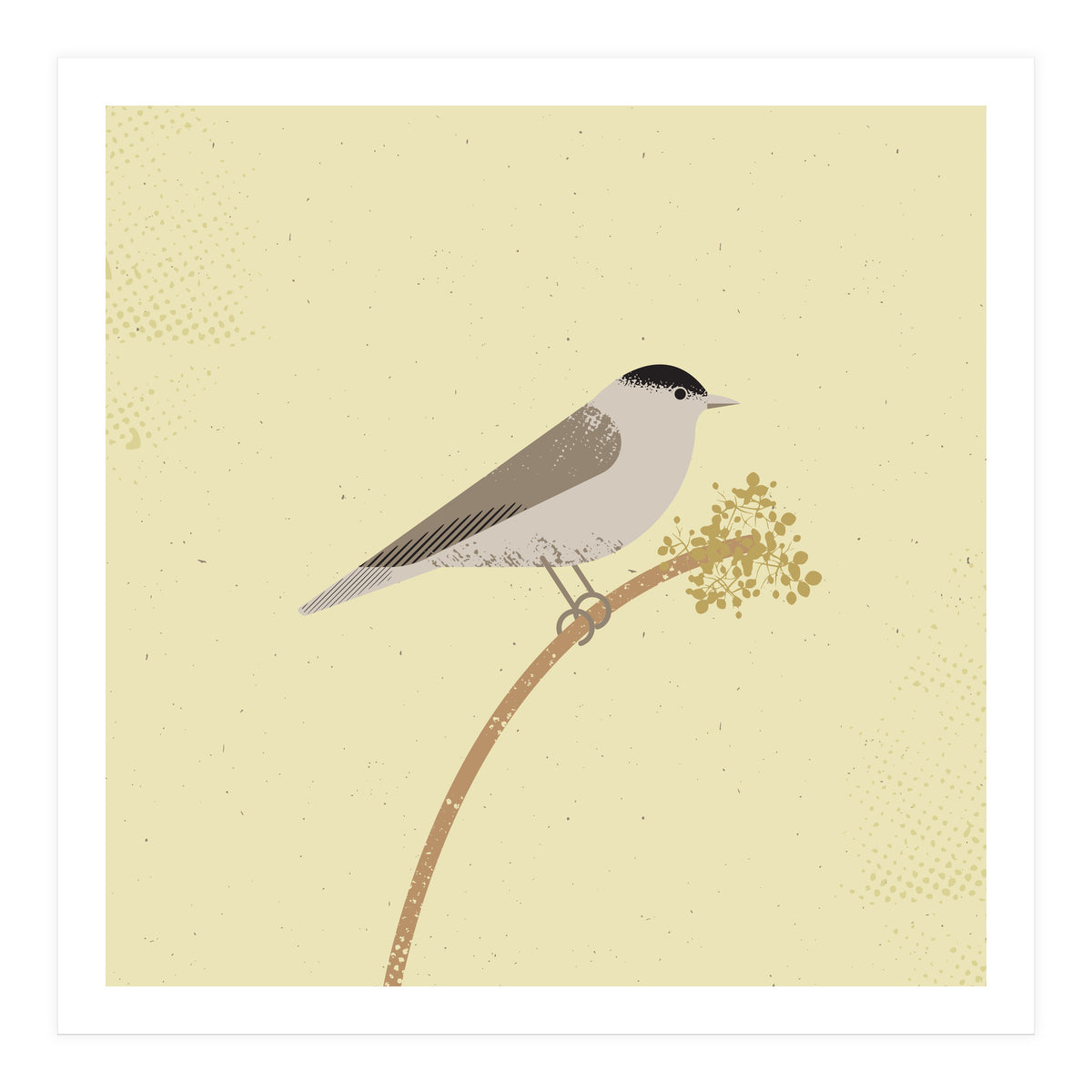 Blackcap  (Print Only)