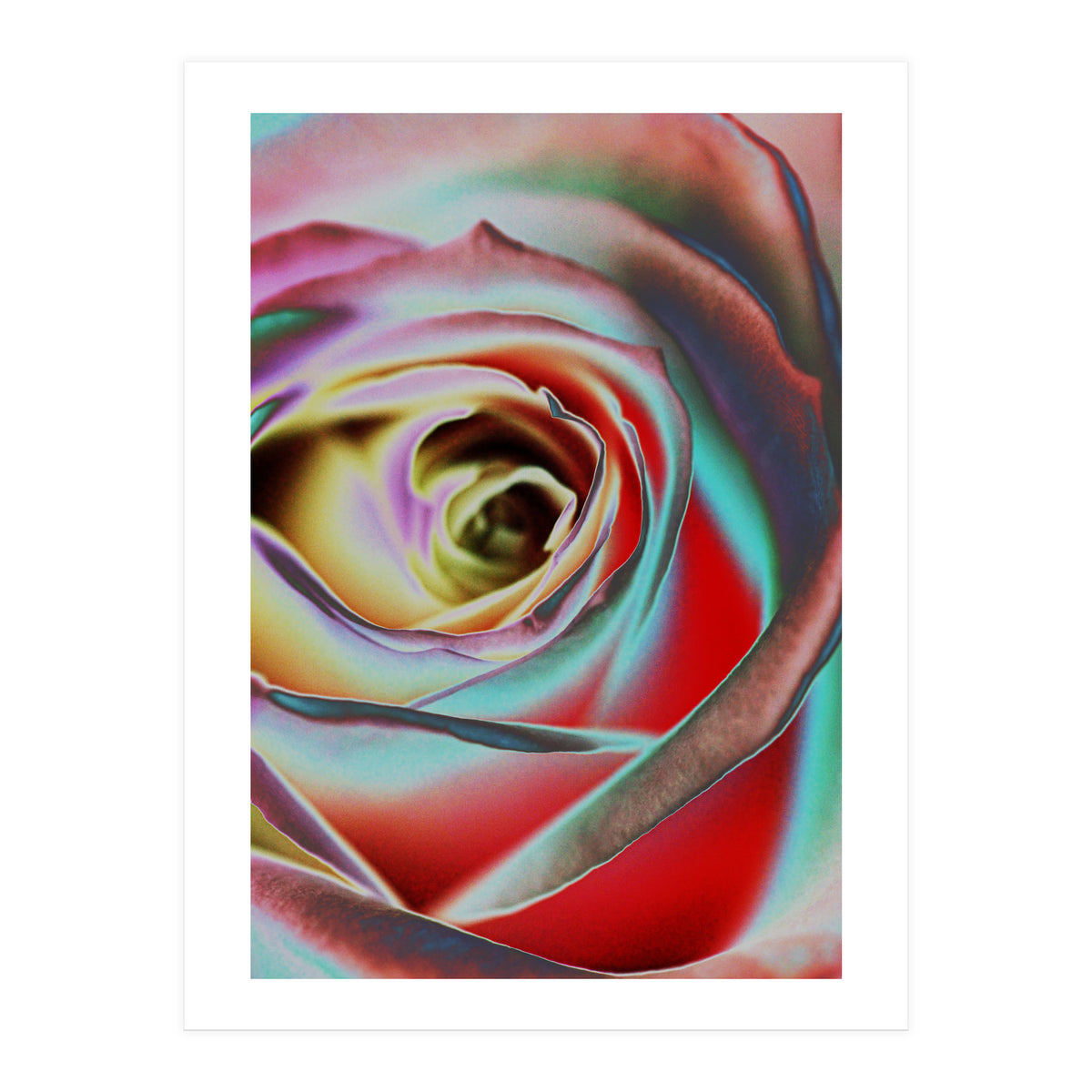 Rose (Print Only)